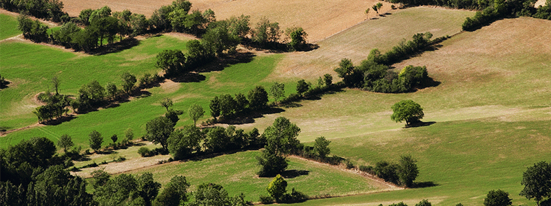 Bocage