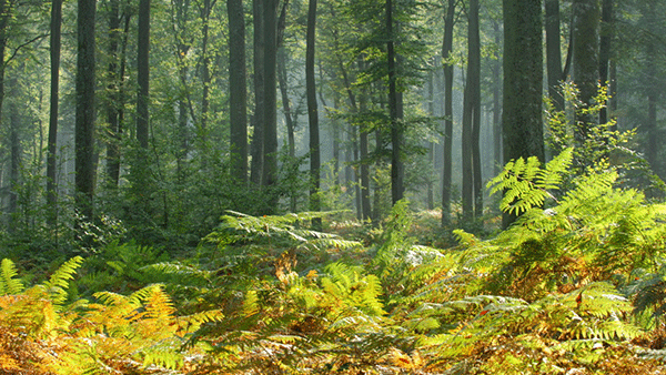 Forêt de Brotonne