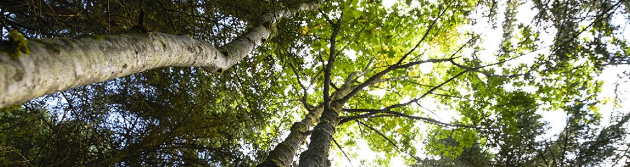 Forêt